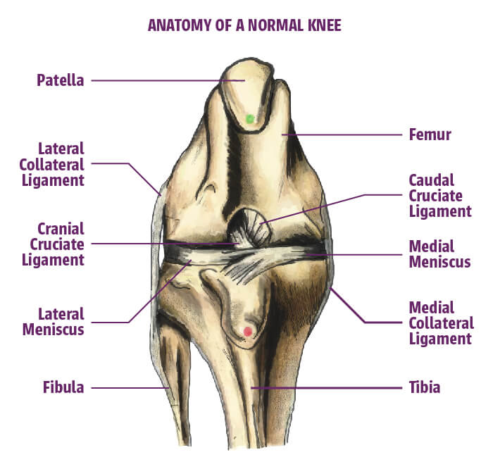 how much is dog acl surgery