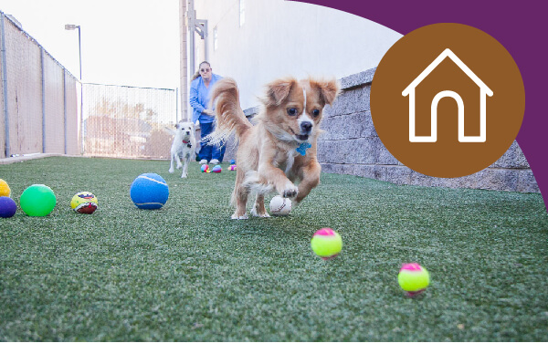 Pet Boarding Near Me - Family VetCare In Mesa, Chandler ...