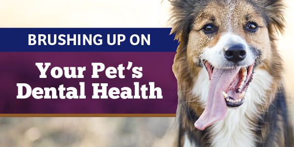 Your Pet's Dental Health