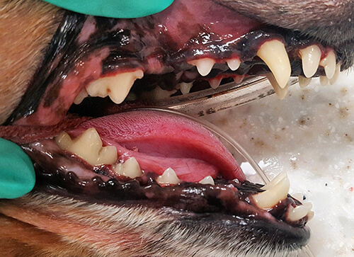 Dog teeth photo after