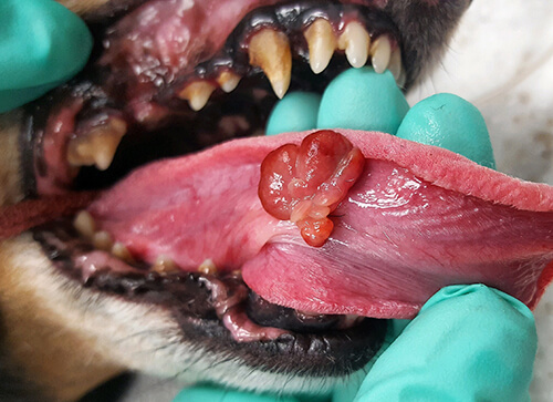 Tumor on dog's tongue