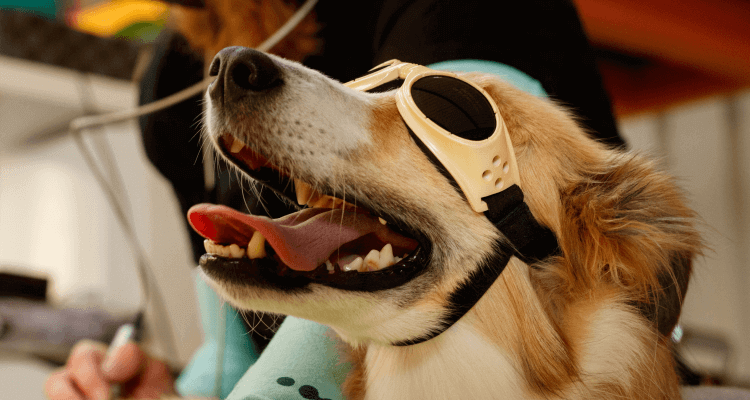 LASER THERAPY