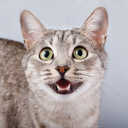 Pet Dentistry