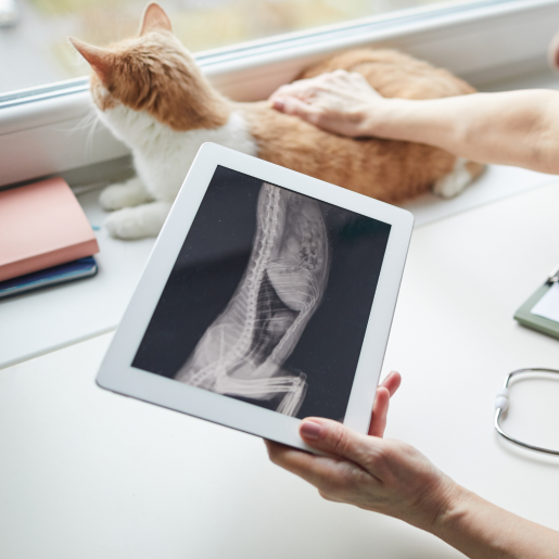 Veterinary Dermatology